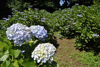 セイヨウアジサイとガクアジサイ