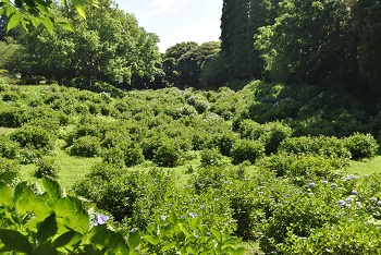 落葉広葉樹林側