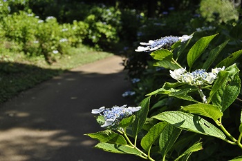 サイクリングコース