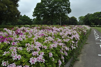 サイクリングコース