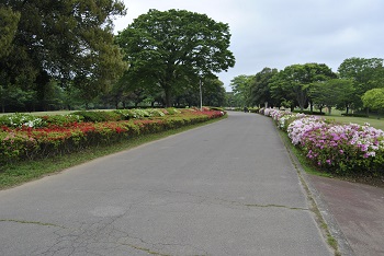 太陽の広場園路