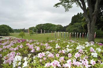 鯉のぼりとツツジ