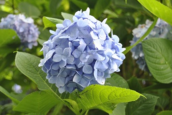 セイヨウアジサイ