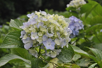 セイヨウアジサイ
