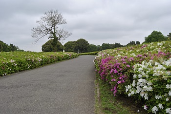 売店付近のツツジ