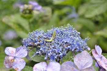 カマキリとガクアジサイ
