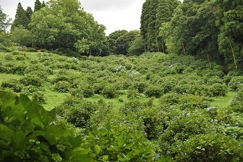 落葉広葉樹林側