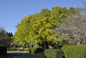 お花見広場手前