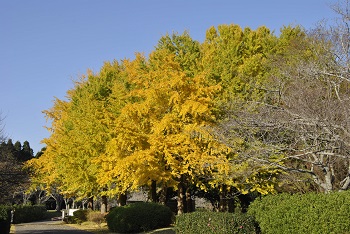 お花見広場手前