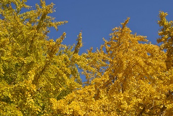 お花見広場手前