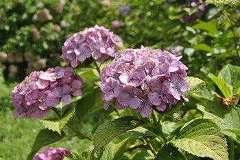 セイヨウアジサイ