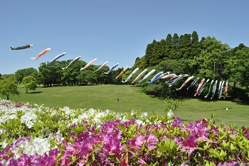 ツツジと鯉のぼり