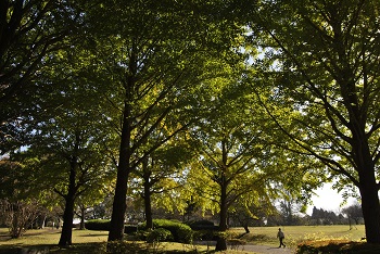 お花見広場手前
