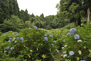 アジサイ園
