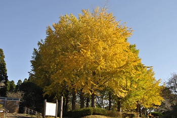お花見広場手前