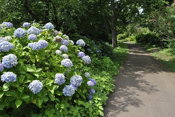 サイクリングコースの様子