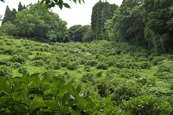 落葉広葉樹林側