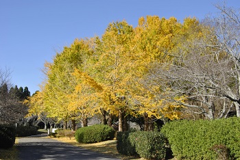 お花見広場手前