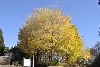 お花見広場手前