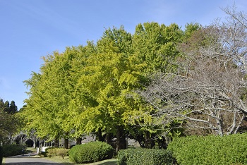 お花見広場手前