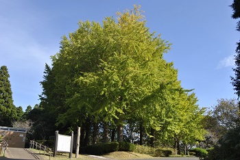 お花見広場手前