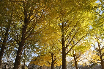 お花見広場手前
