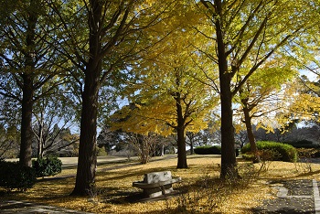 お花見広場手前