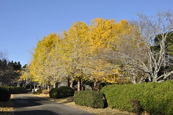 お花見広場手前
