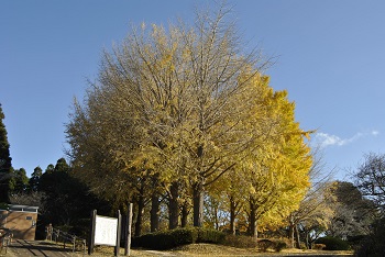 お花見広場手前
