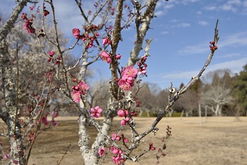 一重咲き（白）