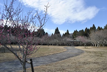 四阿付近の様子