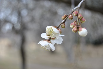 枝垂れ梅
