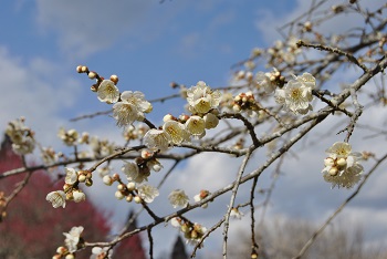 枝垂れ梅