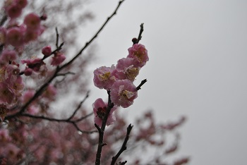 桜鏡
