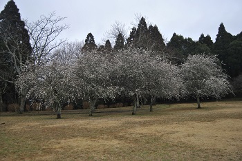 枝垂れ梅