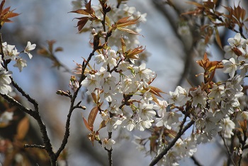 ヤマザクラ