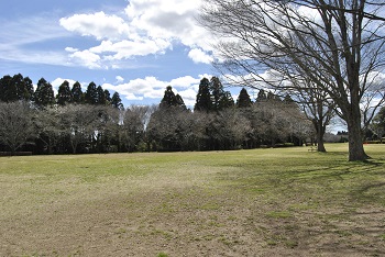 太陽の広場ソメイヨシノ