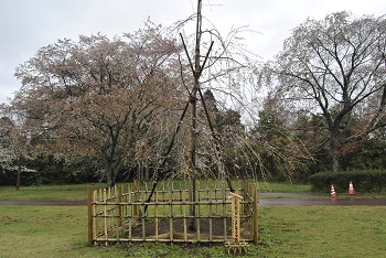 土気奥八重紅シダレザクラ