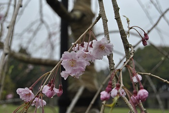 太陽の広場土気奥八重紅シダレザクラ