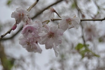 土気奥八重紅シダレザクラ