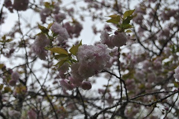 ヤエザクラ（一葉）