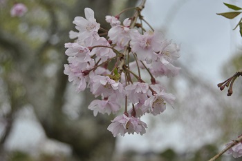シダレザクラとナノハナ