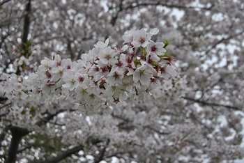 チューリップとソメイヨシノ