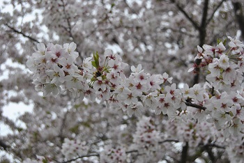 ソメイヨシノとナノハナ