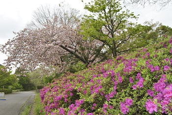 昭和の森第1駐車場前