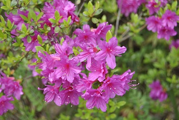 ツツジ（ピンク）