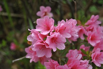 ツツジ（ピンク）