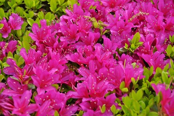 ツツジ（ピンク）