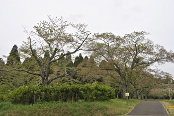 お花見広場入口