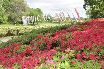 ツツジと鯉のぼり